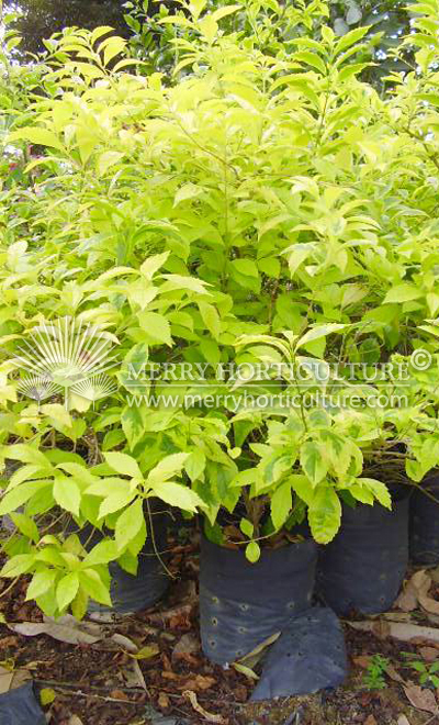 Duranta erecta gold 1